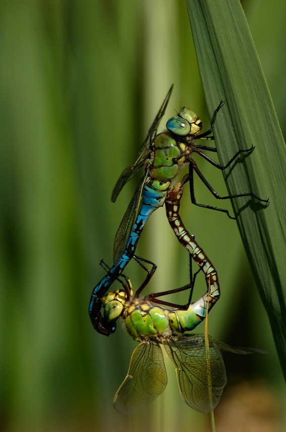 Anax imperator, accoppiamento